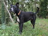 Charlie - Photo 2