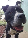 Charlie - Photo 3