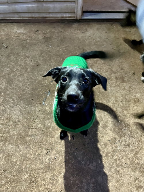 picture of the dog needing adoption