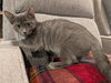 Joanie - Photo 6