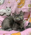 Joanie - Photo 4