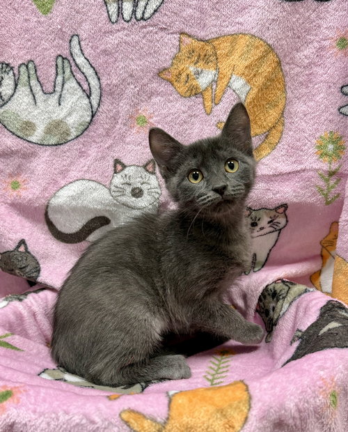 JOANIE - Domestic Short Hair available for adoption