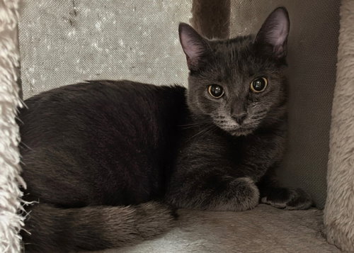 picture of the cat needing adoption