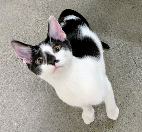 picture of the cat needing adoption