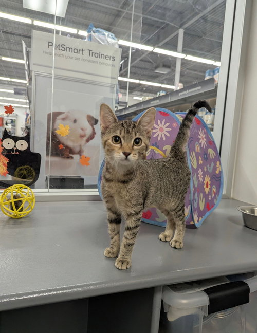 picture of the cat needing adoption