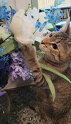 Alice - Photo 2