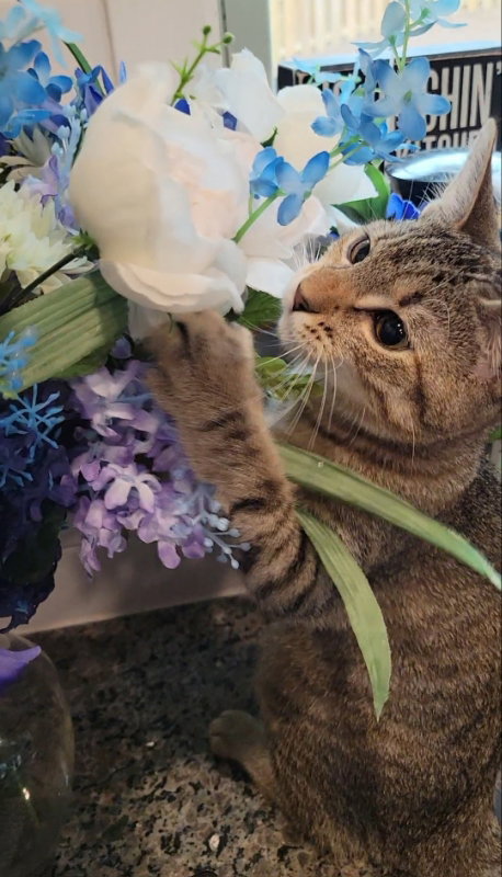 ALICE - Tabby available for adoption