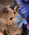 Alice - Photo 3