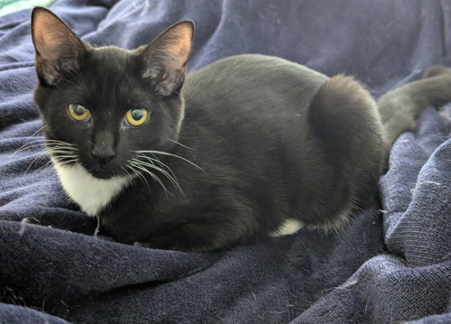 GYPSY - Domestic Short Hair available for adoption