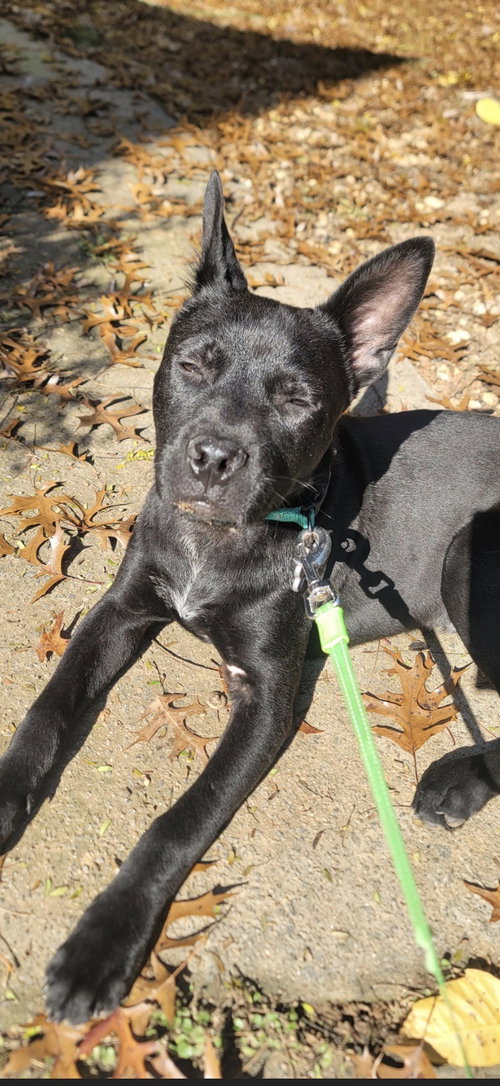 CHEX - Shepherd available for adoption