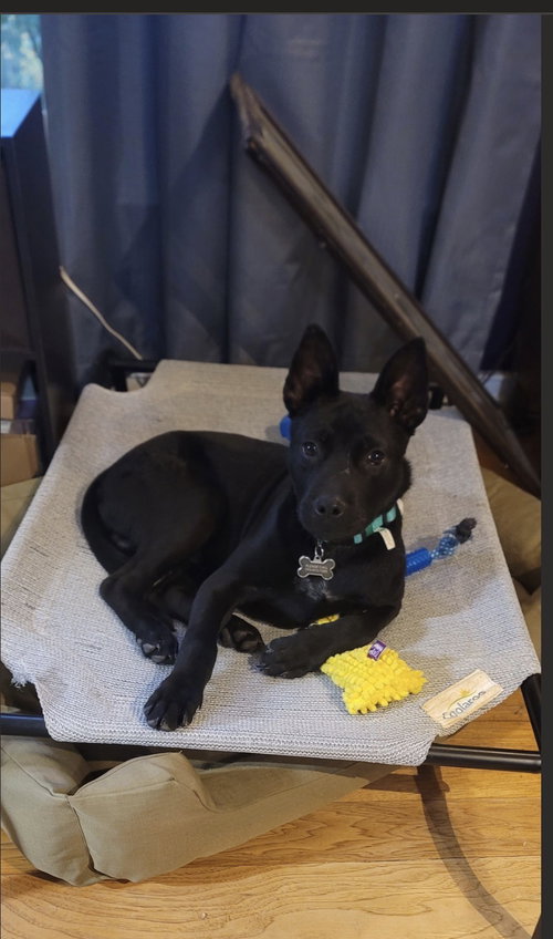 CHEX - Shepherd available for adoption