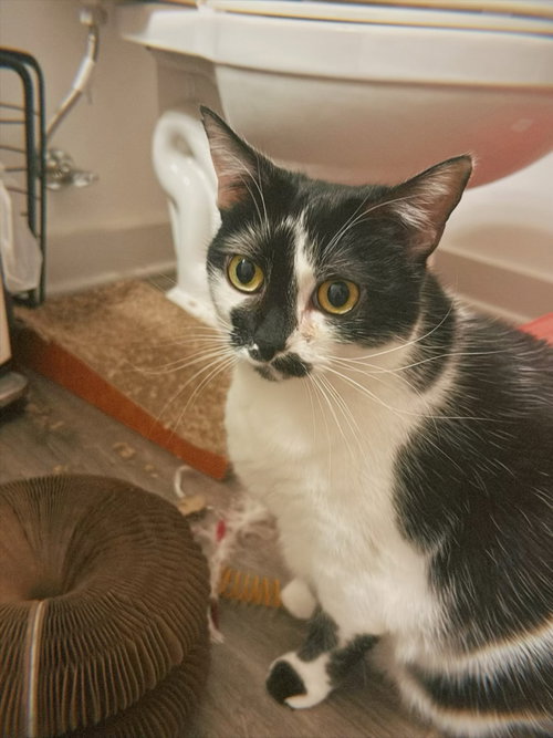 KAIA - Domestic Short Hair available for adoption