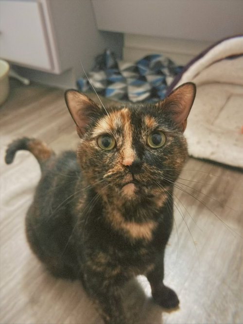 picture of the cat needing adoption