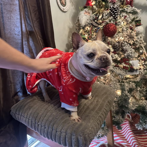 picture of the dog needing adoption