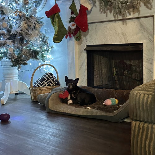 LOGAN - Chihuahua available for adoption