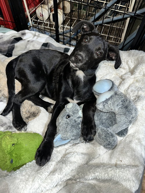 picture of the dog needing adoption