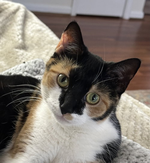 picture of the cat needing adoption