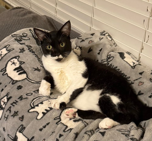 MAX - Domestic Short Hair available for adoption