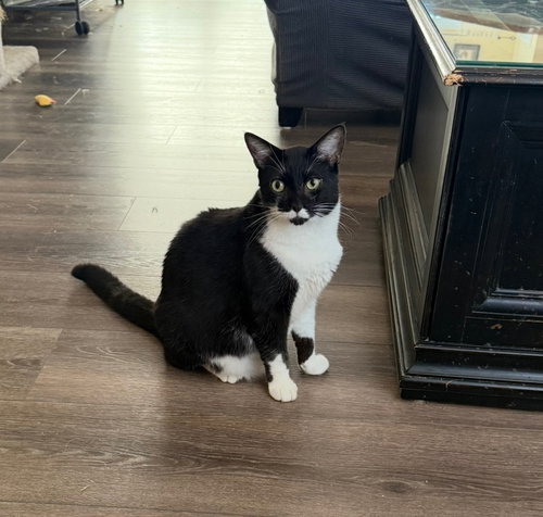 MAX - Domestic Short Hair available for adoption