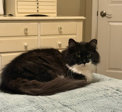 picture of the cat needing adoption