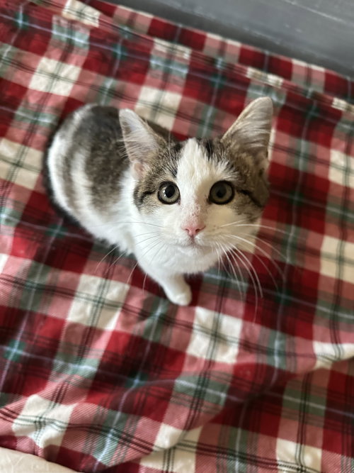 picture of the cat needing adoption