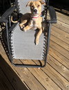 Dixie - Photo 2