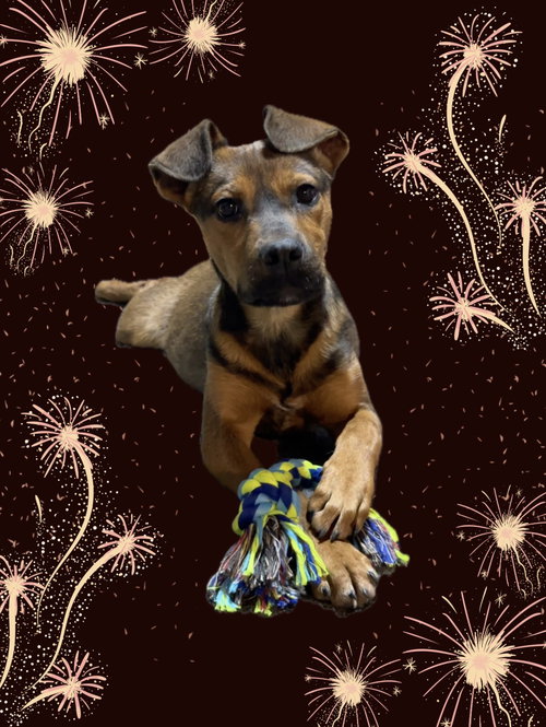 picture of the dog needing adoption