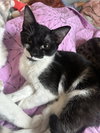 Skipper - Photo 2