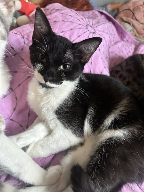 SKIPPER - Domestic Short Hair available for adoption