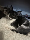 Skipper - Photo 4