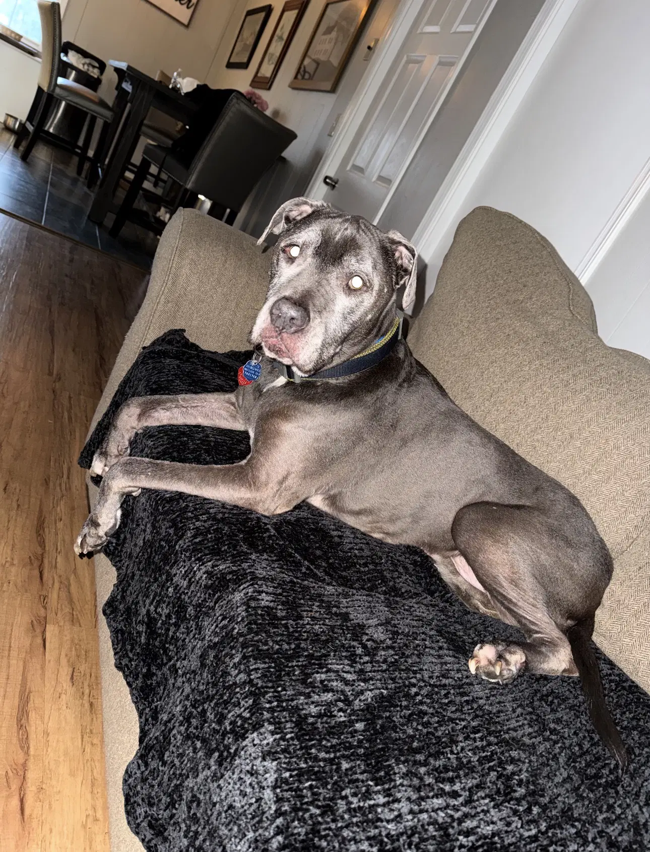Dexter - American Pit Bull Terrier