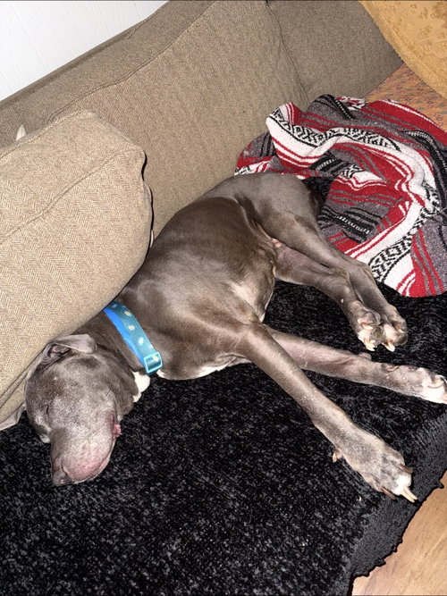 Dexter photo 6