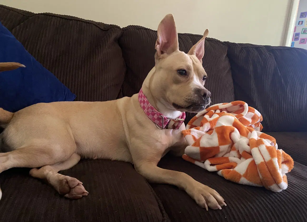 Monday - American Pit Bull Terrier