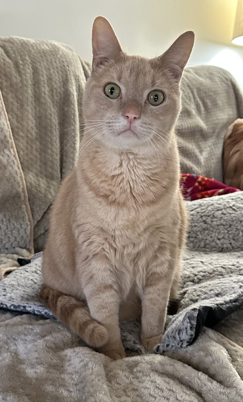 picture of the cat needing adoption
