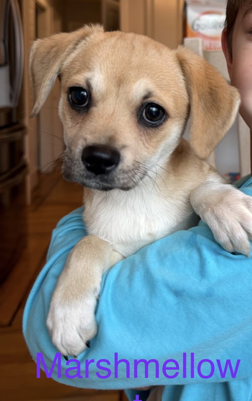 picture of the dog needing adoption