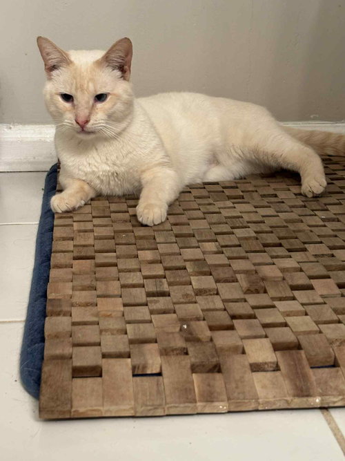 picture of the cat needing adoption