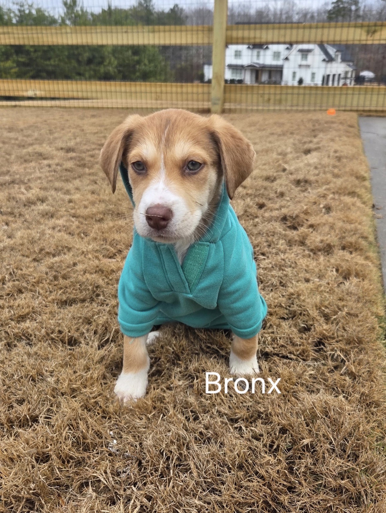 Bronx Image
