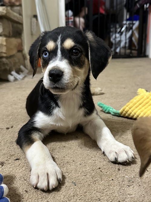 picture of the dog needing adoption
