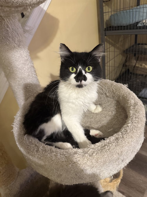 picture of the cat needing adoption