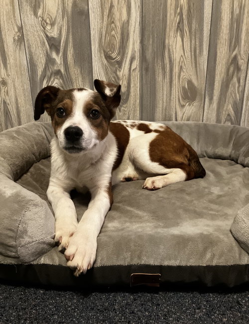 CACTUS - Terrier / Jack Russell Terrier available for adoption