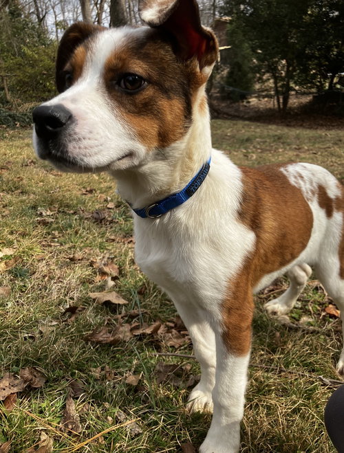 CACTUS - Terrier / Jack Russell Terrier available for adoption