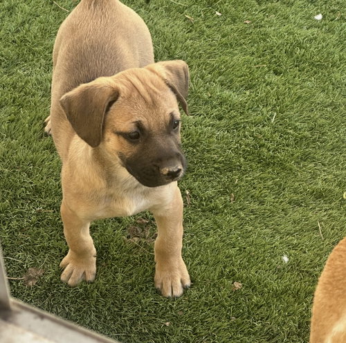 Kaley, an adoptable Shepherd in Ball Ground, GA