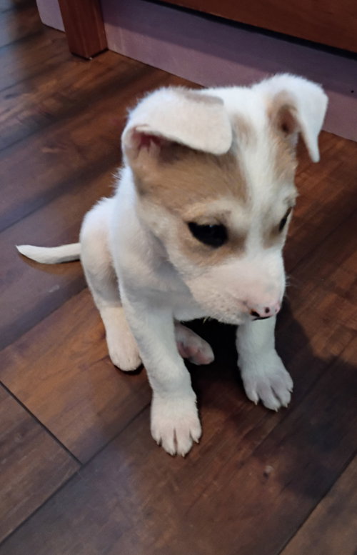 picture of the dog needing adoption