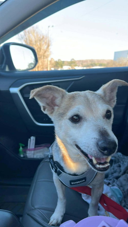 picture of the dog needing adoption