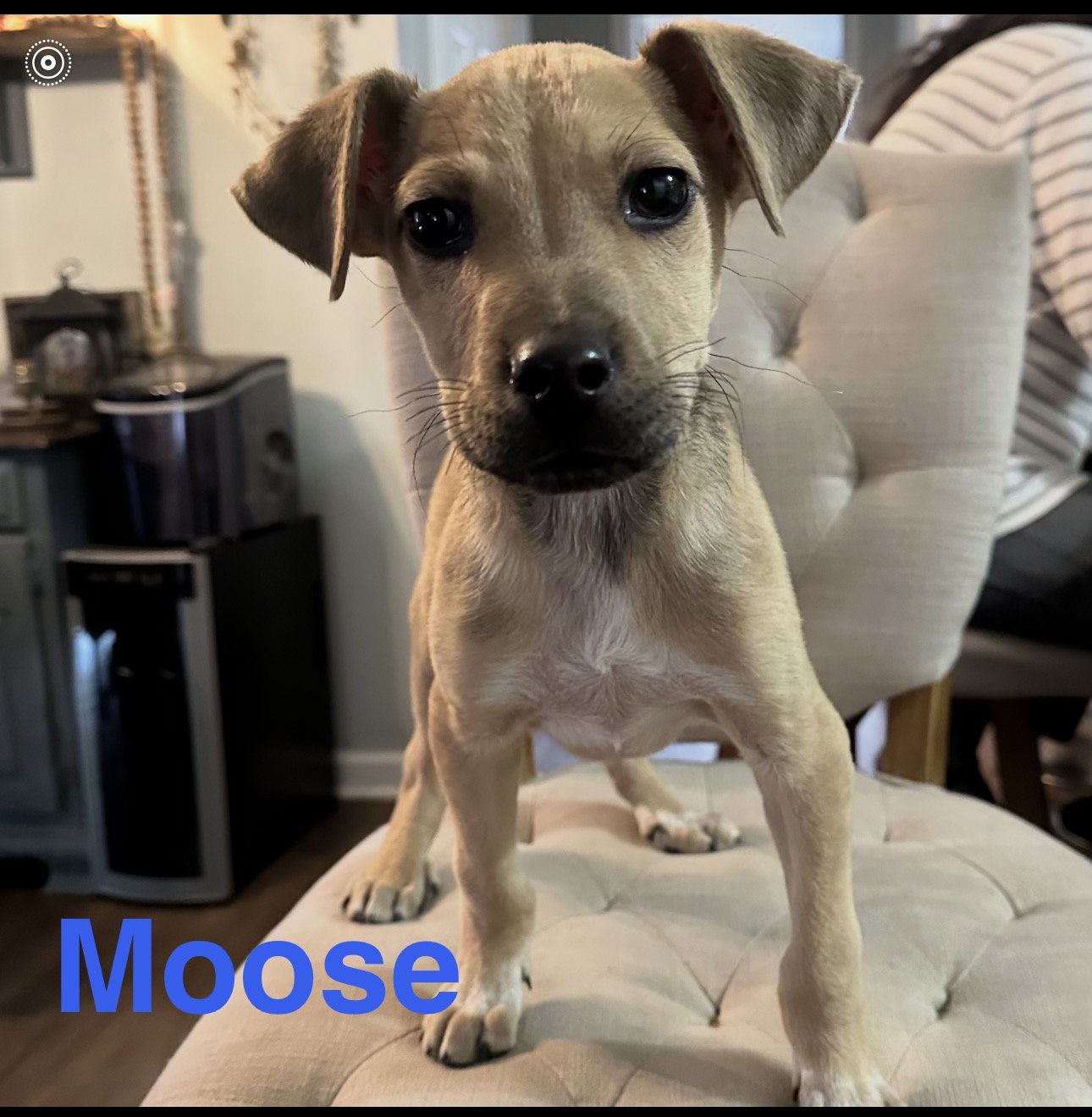 Moose Image