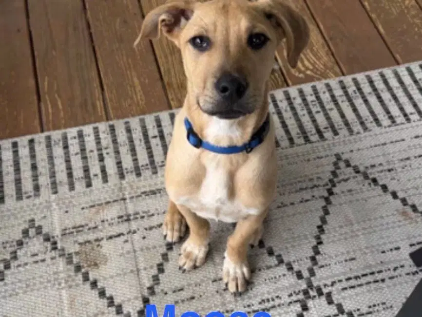 Moose - Labrador Retriever