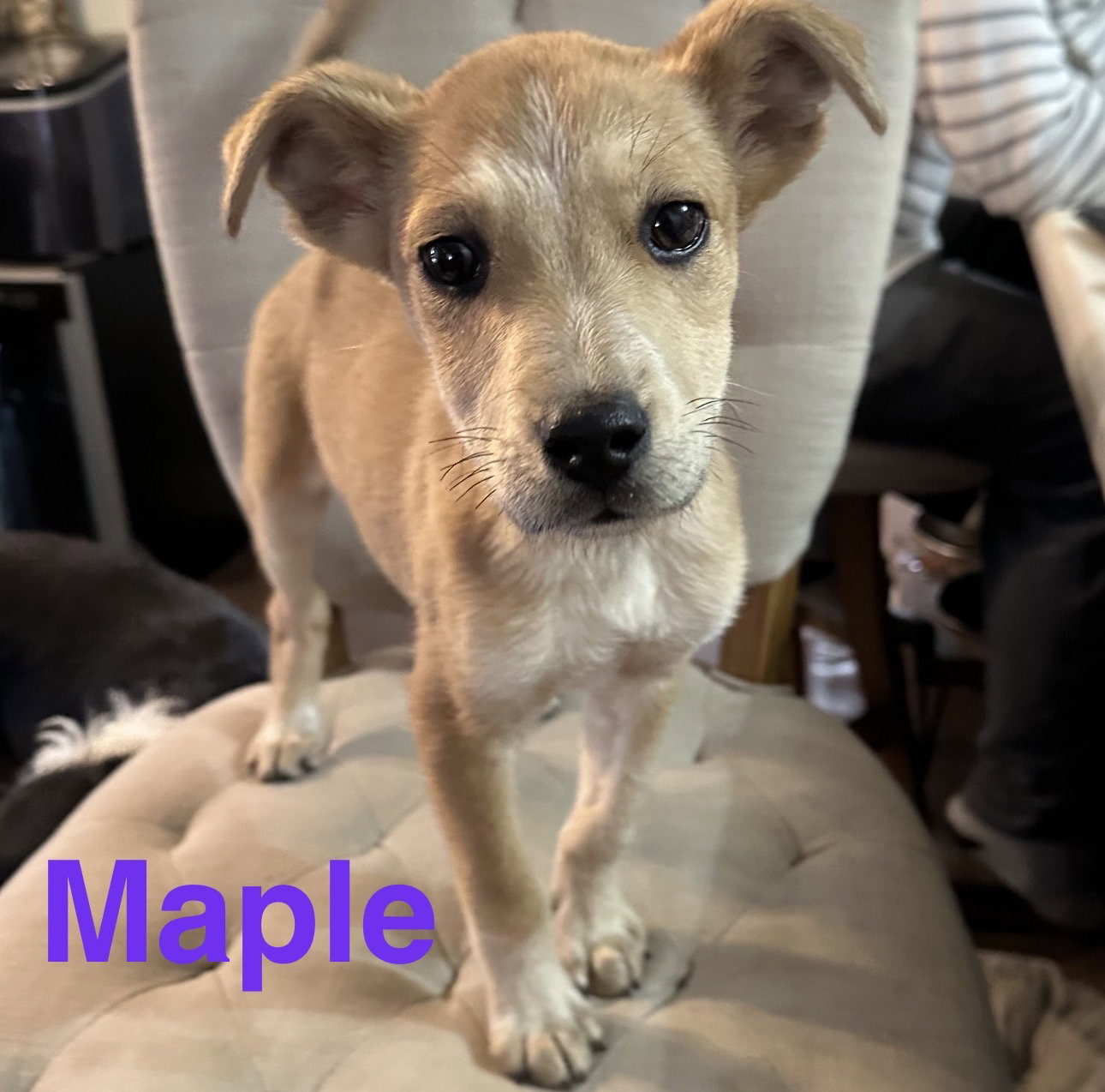 Maple Image