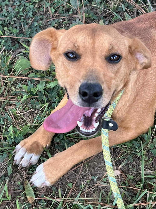 picture of the dog needing adoption