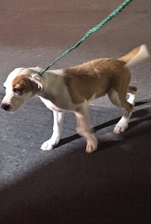 picture of the dog needing adoption