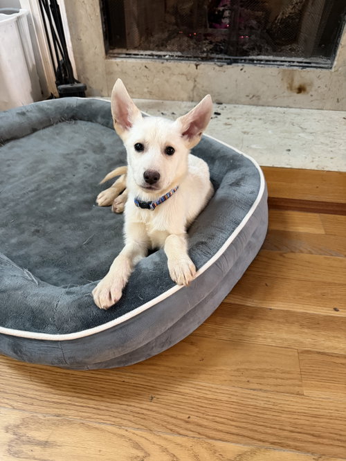 picture of the dog needing adoption